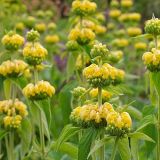 PHLOMIS RUSSELIANA kont 3 / 15 - Sápa Russelová