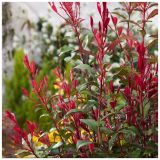PHOTINIA FRASERI CARRE ROUGE - Červienka FRASERI CARRE ROUGE