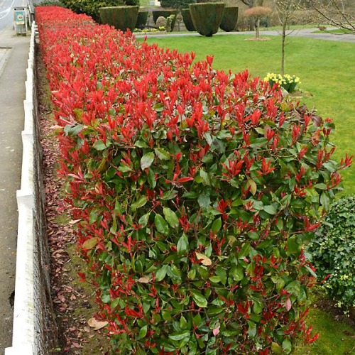 PHOTINIA FRASERI CASSINI PINK MARBLE