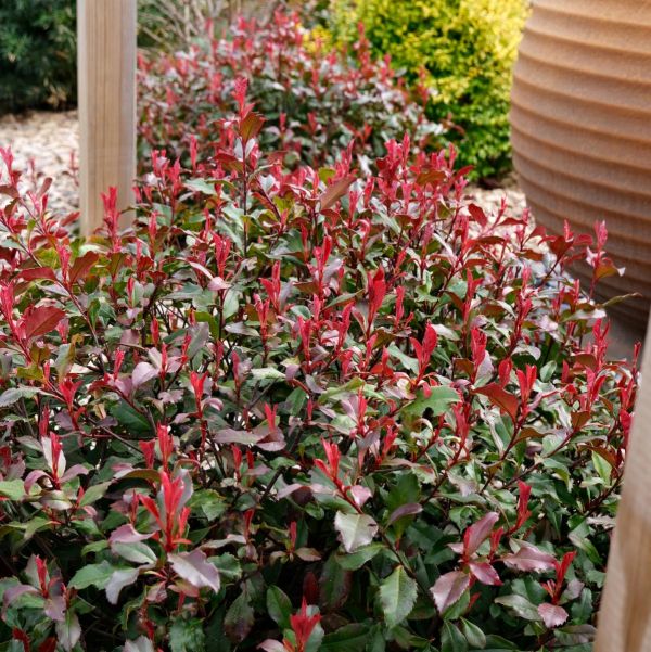 Photinia Fraseri Corallina Kont 10 / 40-50 - Červienka Fraseri Corallina