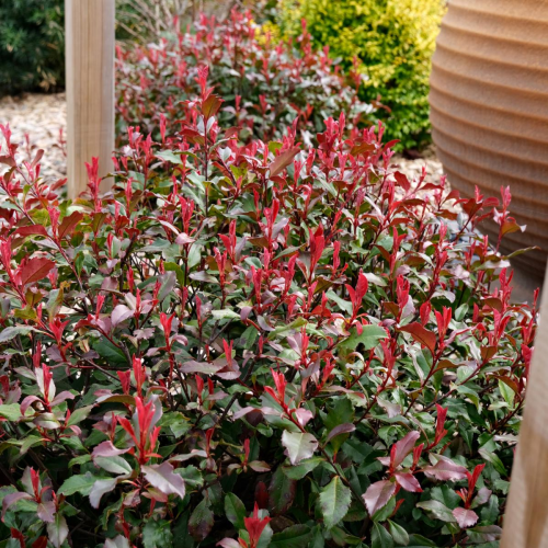 PHOTINIA FRASERI CORALLINA kont 10 / 40-50