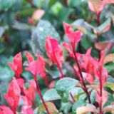 PHOTINIA FRASERI NANA - Červienka FRASERI NANA