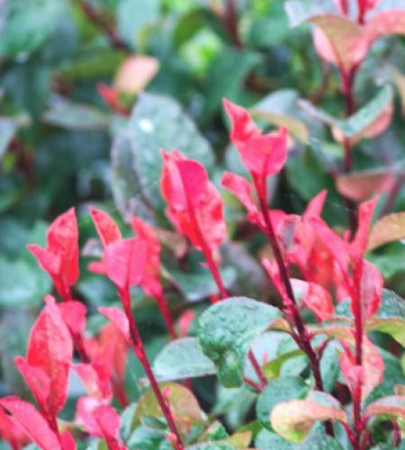 PHOTINIA FRASERI NANA