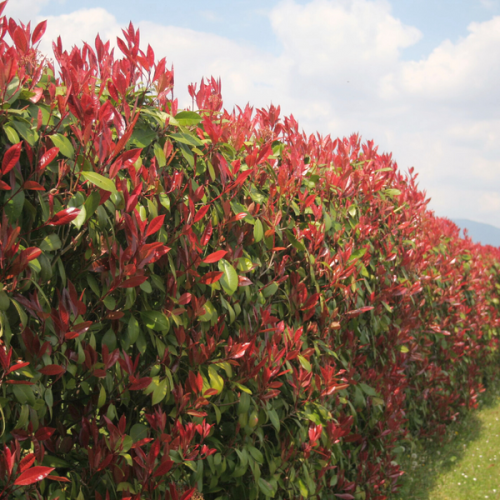 PHOTINIA FRASERI RED ROBIN