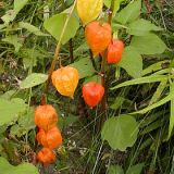 PHYSALIS (druhy) kont P9 - Machovka PERUÁNSKA