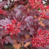 PHYSOCARPUS OPULIFOLIUS ANDRE - Tavoľa KALINOLISTÁ ANDRE