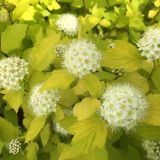 PHYSOCARPUS OPULIFOLIUS DART´S GOLD - Tavoľa KALINOLISTÁ DART´S GOLD