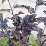 PHYSOCARPUS OPULIFOLIUS DIABOLO ® - Tavoľa KALINOLISTÁ DIABOLO