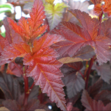 PHYSOCARPUS OPULIFOLIUS LADY IN RED ® - Tavoľa KALINOLISTÁ LADY IN RED