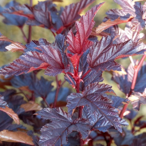 PHYSOCARPUS OPULIFOLIUS LITTLE ANGEL ®