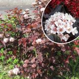 PHYSOCARPUS OPULIFOLIUS LITTLE DEVIL ® kont 10 / 50-60 - Tavoľa KALINOLISTÁ LITTLE DEVIL