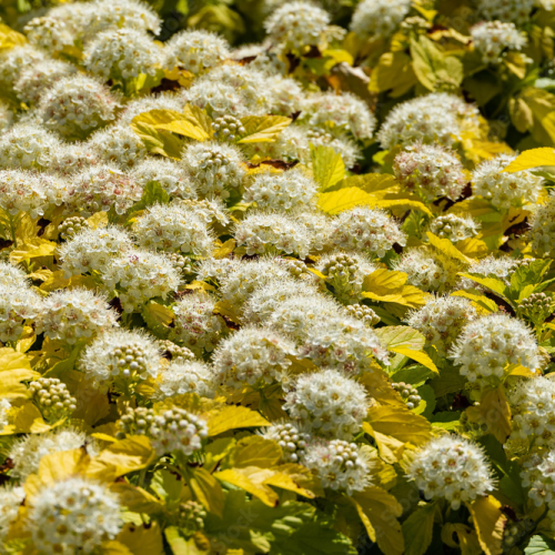 PHYSOCARPUS OPULIFOLIUS NUGGET kont 1,3