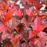 PHYSOCARPUS OPULIFOLIUS SCHUCH - Tavoľa KALINOLISTÁ SCHUCH