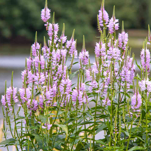 PHYSOSTEGIA (druhy)