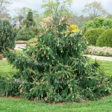 PICEA ABIES ACROCONA kont 7