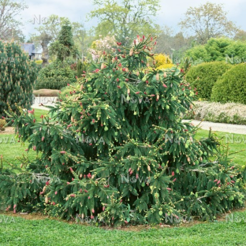 PICEA ABIES ACROCONA kont 7,5 / 20-40