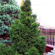 Picea Abies Barryi Kont / 50-60 - Smrek Obyčajný Barryi