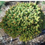 PICEA ABIES BORUVKA kont / 20-30 / kmeň 40 - Smrek OBYČAJNÝ BORUVKA