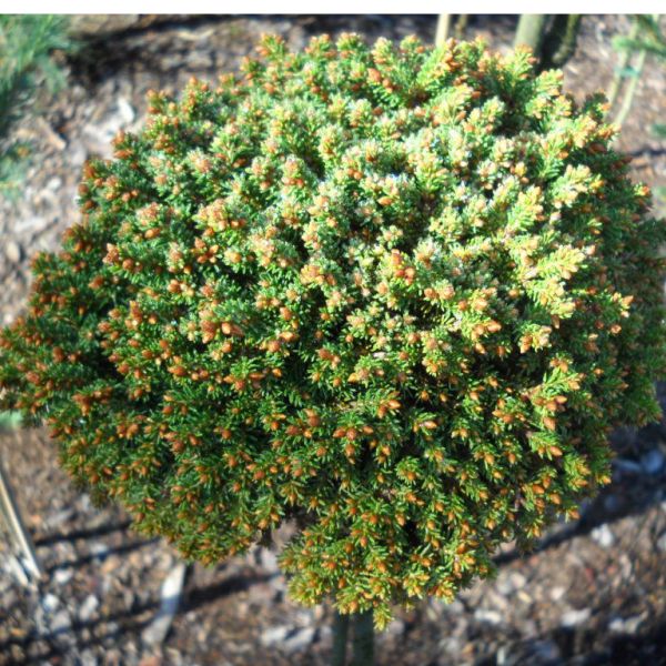 Picea Abies Boruvka Kont / 20-30 / Kmeň 40 - Smrek Obyčajný Boruvka