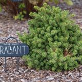 PICEA ABIES BRABANT kont / 60-80 - Smrek OBYČAJNÝ BRABANT