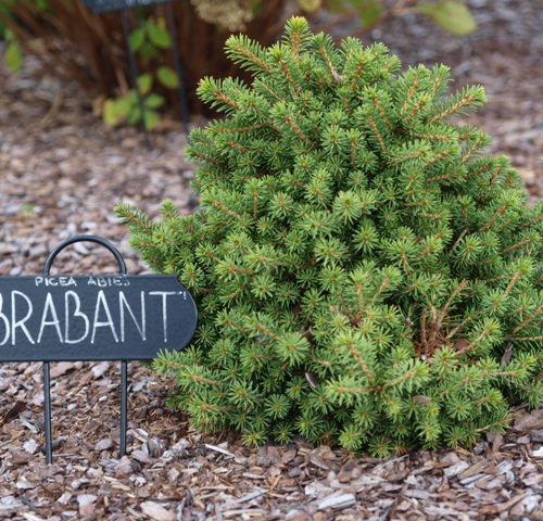 PICEA ABIES BRABANT kont / 60-80