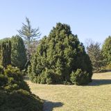 PICEA ABIES ELEGANS kont / 60-80 - Smrek OBYČAJNÝ ELEGANS