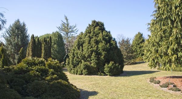 Picea Abies Elegans Kont / 60-80 - Smrek Obyčajný Elegans