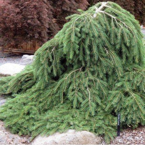 Picea Abies Formanek - Smrek Obyčajný Formanek