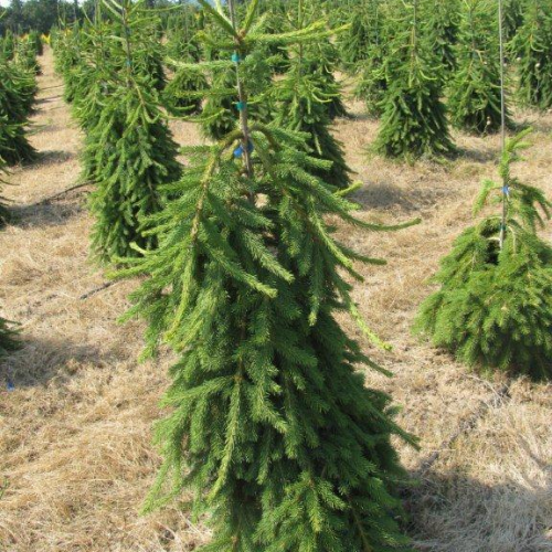 PICEA ABIES FROHBURG