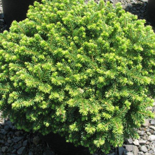 PICEA ABIES LITTLE GEM