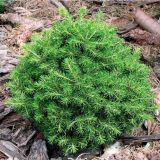 PICEA ABIES MAXWELLII kont 5 - Smrek OBYČAJNÝ MAXWELLII