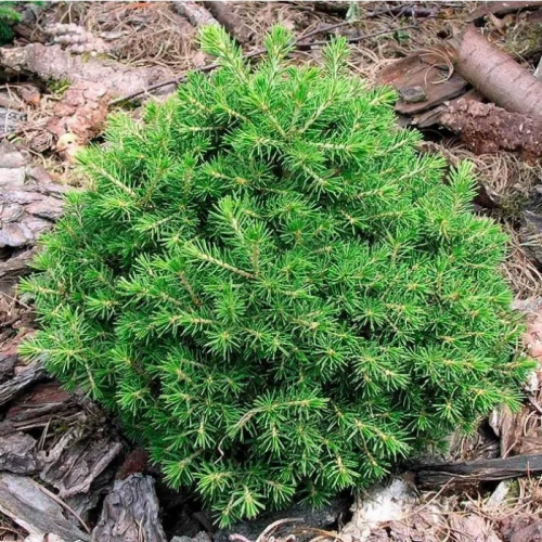 PICEA ABIES MAXWELLII kont 5