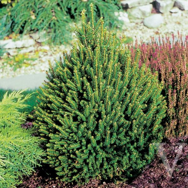 Picea Abies Remontii - Smrek Obyčajný Remontii