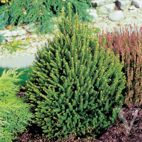 PICEA ABIES REMONTII