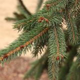 PICEA ABIES ROTHENHAUS - Smrek OBYČAJNÝ ROTHENHAUS