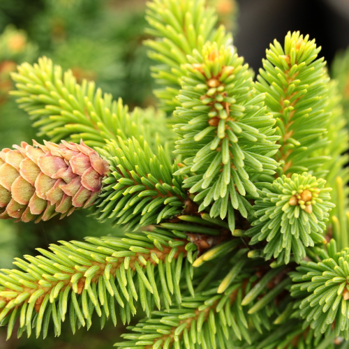 PICEA ABIES SUNCREST kont / 40-60