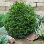 Picea Abies Tompa