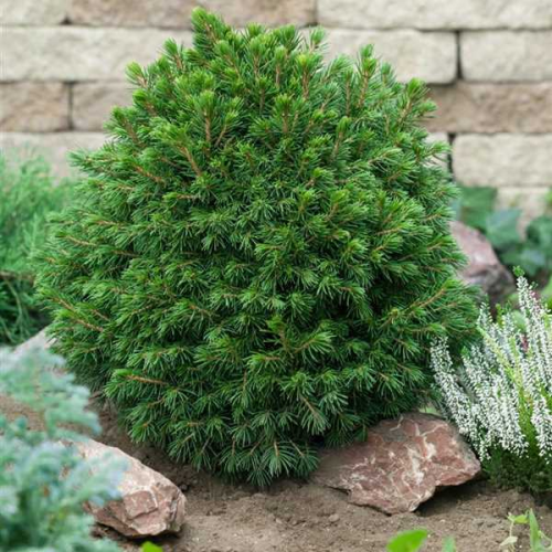 PICEA ABIES TOMPA