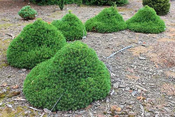 Picea Abies Tompa - Smrek Obyčajný Tompa