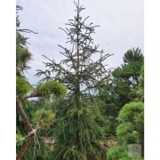 Picea Abies Virgata Kont 90 / 250-300