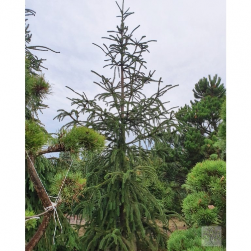 PICEA ABIES VIRGATA kont 90 / 250-300