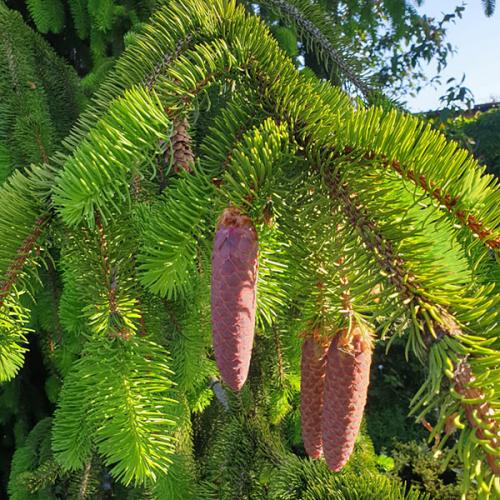 PICEA ABIES VIRGATA kont 90 / 250-300