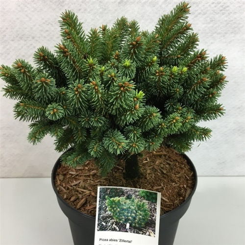 PICEA ABIES ZILLERTAL kont / 40-60