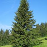 PICEA ABIES kont / 50-60 - Smrek OBYČAJNÝ