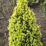 PICEA GLAUCA BIESENTHALER FRUHLING kont 2 - Smrek BIELY BIESENTHALER FRUHLING