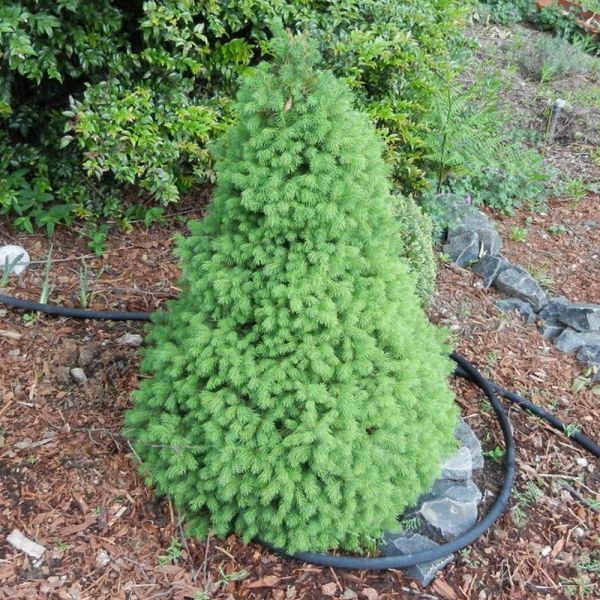 Picea Glauca Conica - Smrek Biely Conica