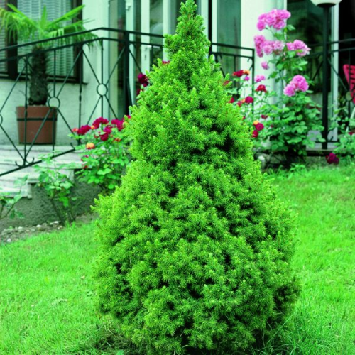 PICEA GLAUCA CONICA COMPACTA