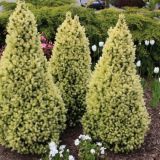 PICEA GLAUCA DAISY WHITE kont 2 - Smrek BIELY DAISY WHITE