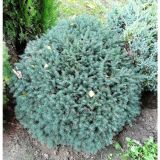 PICEA GLAUCA ECHINIFORMIS kont 2 - Smrek BIELY ECHINIFORMIS