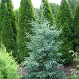 PICEA GLAUCA HUDSONICA kont / 40-60 - Smrek BIELY HUDSONICA